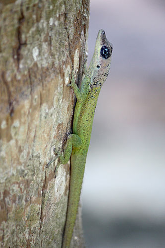 Barbados anole